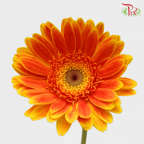 Gerbera - Bicolour Orange With Green Heart (9-10 Stems)-10 Stems-Malaysia-prflorist.com.my
