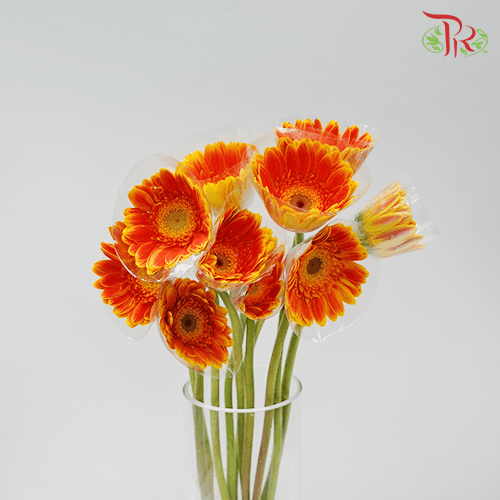 Gerbera - Bicolour Orange With Green Heart (9-10 Stems)-10 Stems-Malaysia-prflorist.com.my