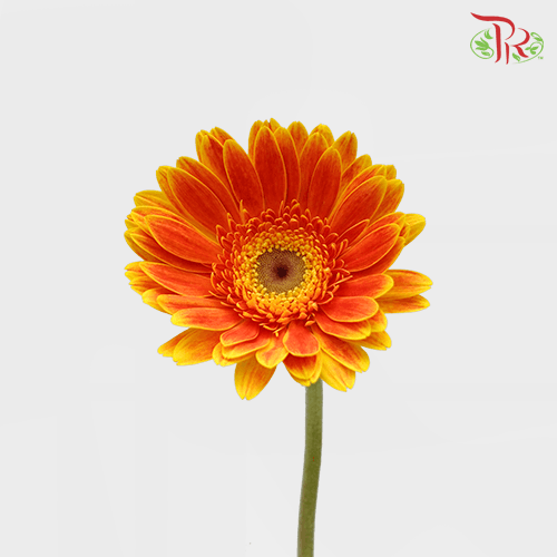 Gerbera - Bicolour Orange With Green Heart (9-10 Stems)-10 Stems-Malaysia-prflorist.com.my