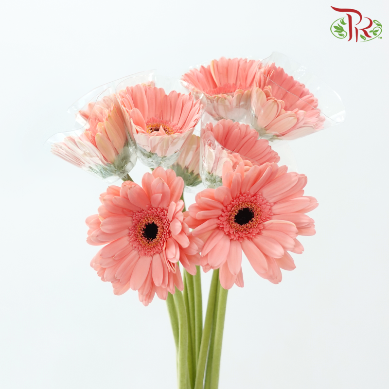 Gerbera - Carmine Pink (9-10 stems)-Pink-Malaysia-prflorist.com.my
