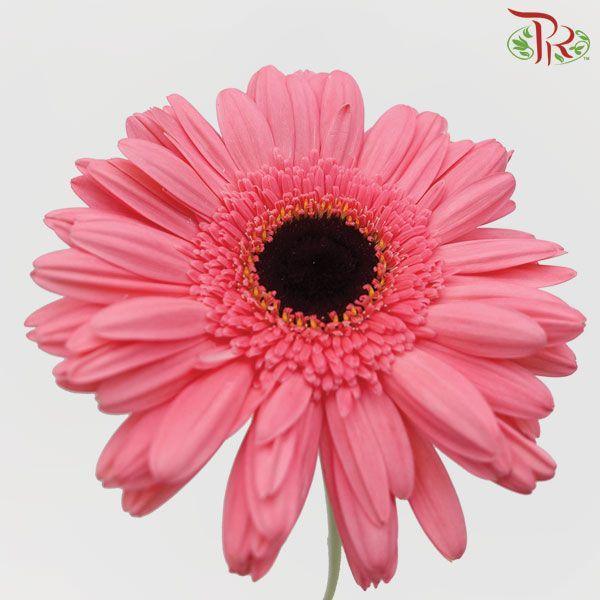 Gerbera - Carmine Pink (9-10 stems)-Pink-Malaysia-prflorist.com.my