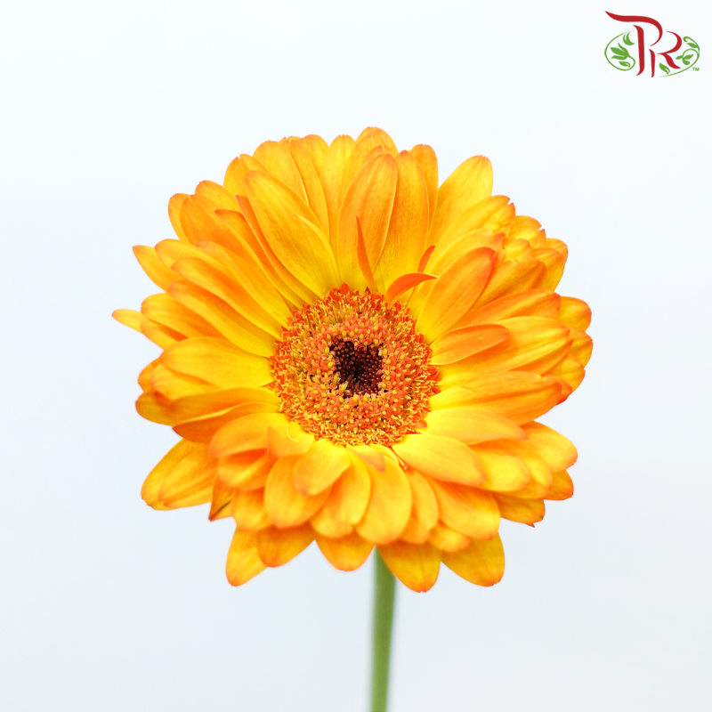 Gerbera - Catwalk / Yellow Tone (9-10 Stems)-Malaysia-prflorist.com.my