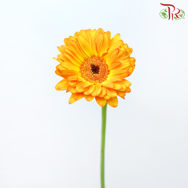 Gerbera - Catwalk / Yellow Tone (9-10 Stems)-Malaysia-prflorist.com.my
