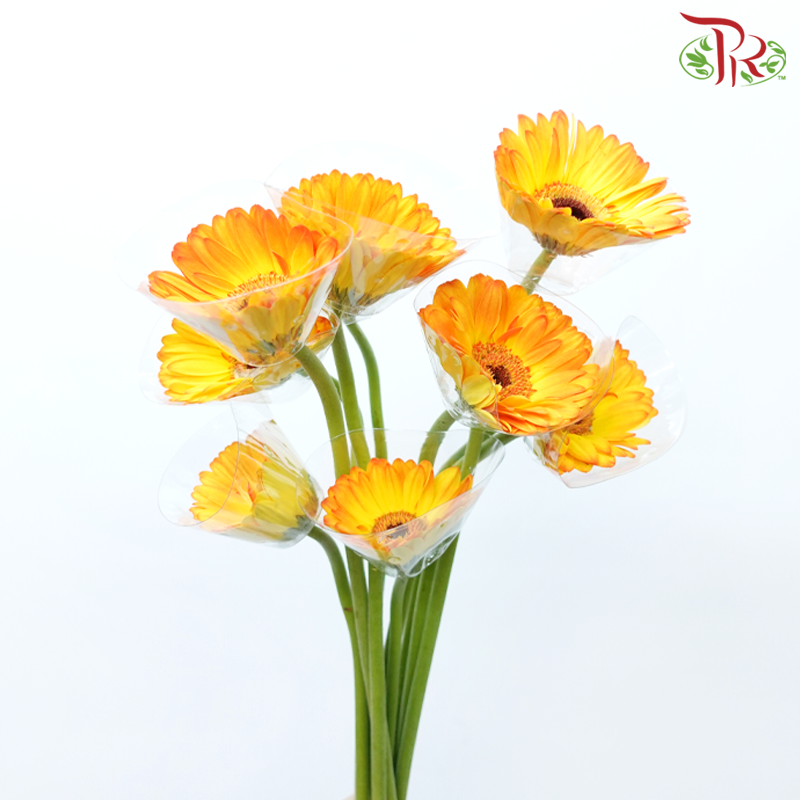 Gerbera - Catwalk / Yellow Tone (9-10 Stems)-Malaysia-prflorist.com.my