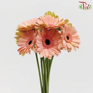 Gerbera - Champagne (9-10 Stems)-Malaysia-prflorist.com.my