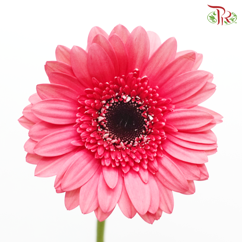 Gerbera - Cherry Pink (9-10 Stems)-Cherry Pink-China-prflorist.com.my