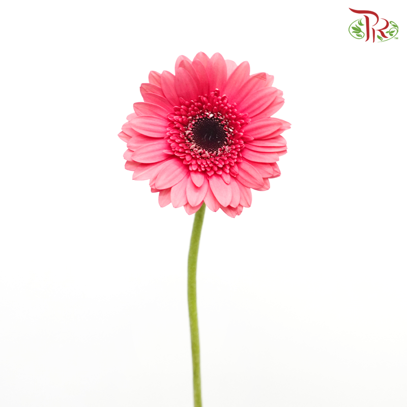 Gerbera - Cherry Pink (9-10 Stems)-Cherry Pink-China-prflorist.com.my