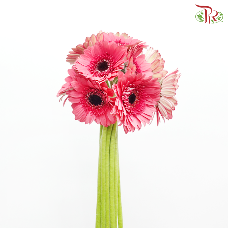 Gerbera - Cherry Pink (9-10 Stems)-Cherry Pink-China-prflorist.com.my