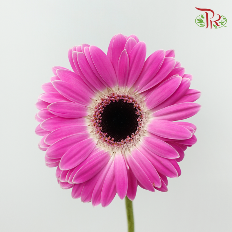 Gerbera - Cherry Pink Outer Line (9-10 Stems)-Pink-Malaysia-prflorist.com.my