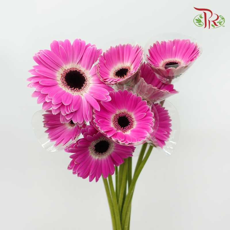 Gerbera - Cherry Pink Outer Line (9-10 Stems)-Pink-Malaysia-prflorist.com.my