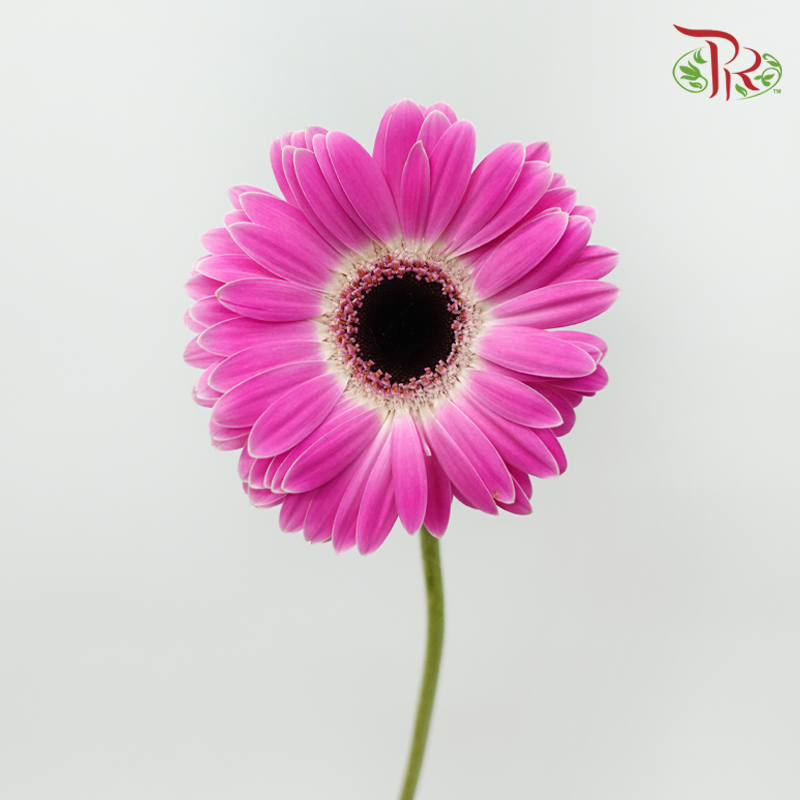 Gerbera - Cherry Pink Outer Line (9-10 Stems)-Pink-Malaysia-prflorist.com.my