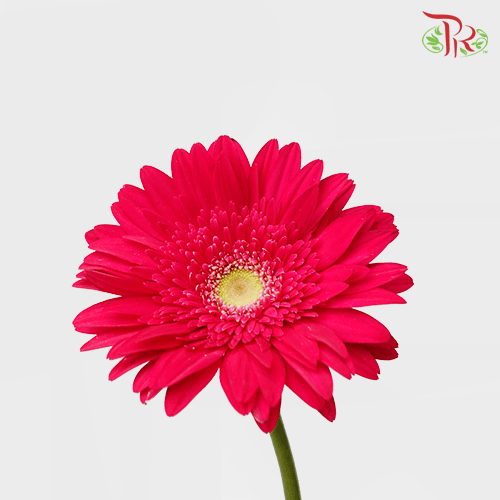 Gerbera - Dark Cherry Pink 2 (5 Stems / 10 Stems)-Malaysia-prflorist.com.my