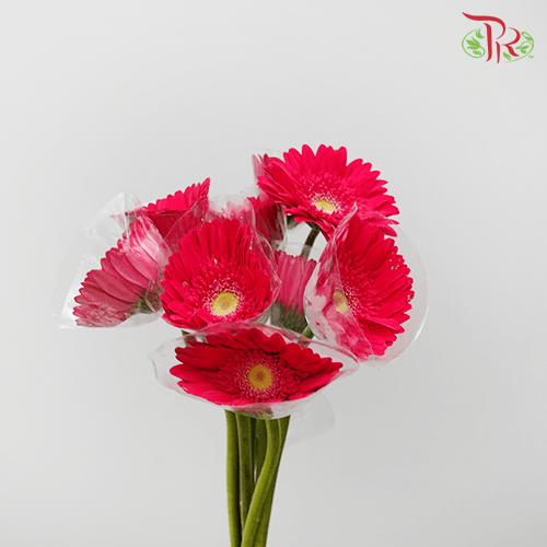 Gerbera - Dark Cherry Pink 2 (5 Stems / 10 Stems)-Malaysia-prflorist.com.my