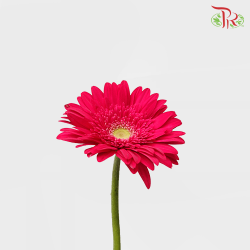 Gerbera - Dark Cherry Pink 2 (5 Stems / 10 Stems)-Malaysia-prflorist.com.my