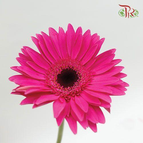 Gerbera - Dark Cherry Pink (Round/ Sharp Petals Shape) (9-10 Stems)-10 Stems-Malaysia-prflorist.com.my