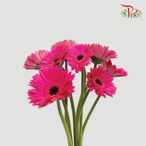 Gerbera - Dark Cherry Pink (Round/ Sharp Petals Shape) (9-10 Stems)-10 Stems-Malaysia-prflorist.com.my