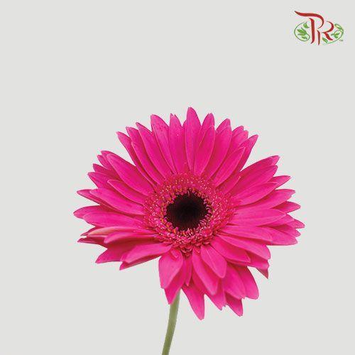 Gerbera - Dark Cherry Pink (Round/ Sharp Petals Shape) (9-10 Stems)-10 Stems-Malaysia-prflorist.com.my