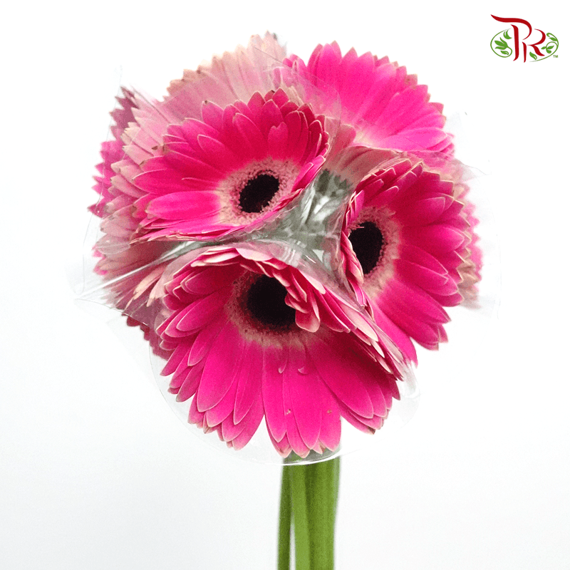 Gerbera - Dark Cherry Pink With Outline Heart (5-10 stems)-Malaysia-prflorist.com.my