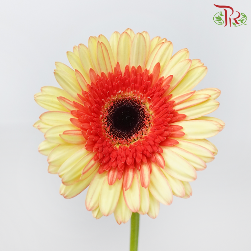 Gerbera - Double Tone Yellow With Inner Red (5-10 Stems)-Malaysia-prflorist.com.my