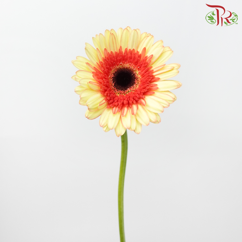 Gerbera - Double Tone Yellow With Inner Red (5-10 Stems)-Malaysia-prflorist.com.my