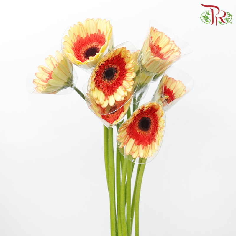 Gerbera - Double Tone Yellow With Inner Red (5-10 Stems)-Malaysia-prflorist.com.my