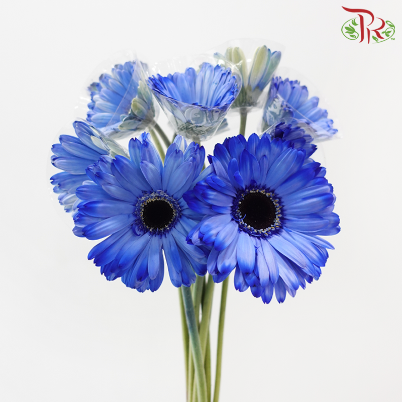 Gerbera - Dyed Blue (9-10 Stems)-Blue-Malaysia-prflorist.com.my