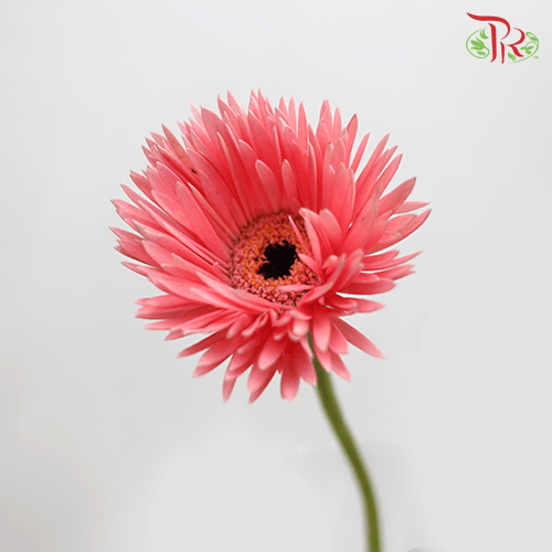 Gerbera Gemini / Pasta - Dark Pink (9-10 Stems)-Pink-China-prflorist.com.my