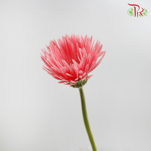 Gerbera Gemini / Pasta - Dark Pink (9-10 Stems)-Pink-China-prflorist.com.my