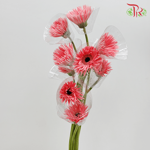 Gerbera Gemini / Pasta - Dark Pink (9-10 Stems)-Pink-China-prflorist.com.my