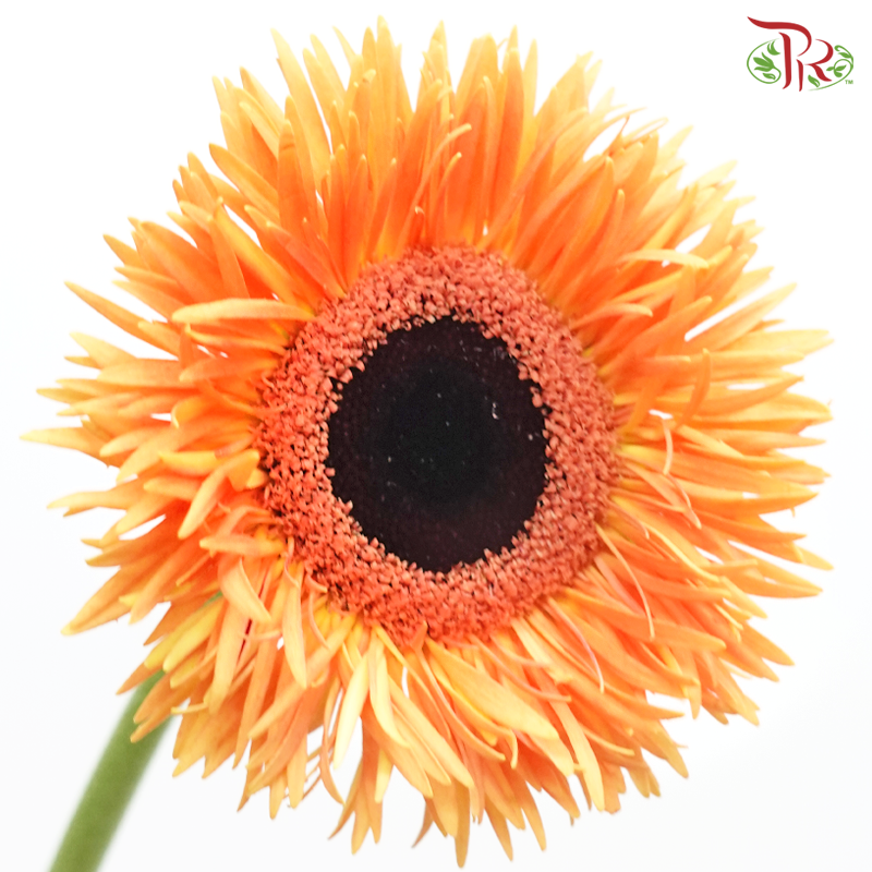 Gerbera Gemini / Pasta - Light Orange (9-10 Stems)-Light Orange-China-prflorist.com.my