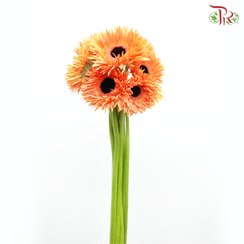 Gerbera Gemini / Pasta - Light Orange (9-10 Stems)-Light Orange-China-prflorist.com.my