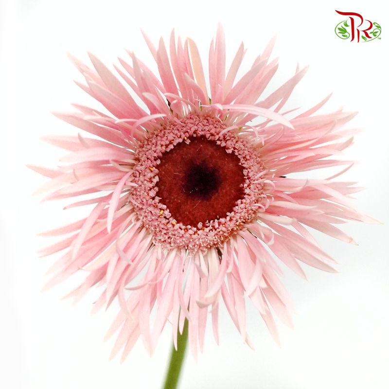 Gerbera Gemini / Pasta - Light Pink (9-10 Stems)-Light Pink-China-prflorist.com.my