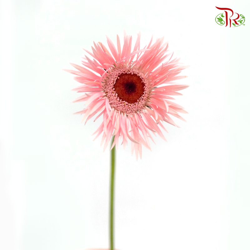 Gerbera Gemini / Pasta - Light Pink (9-10 Stems)-Light Pink-China-prflorist.com.my