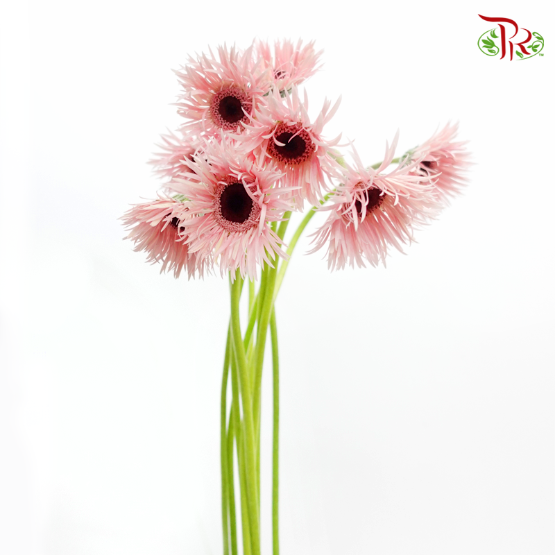 Gerbera Gemini / Pasta - Light Pink (9-10 Stems)-Light Pink-China-prflorist.com.my