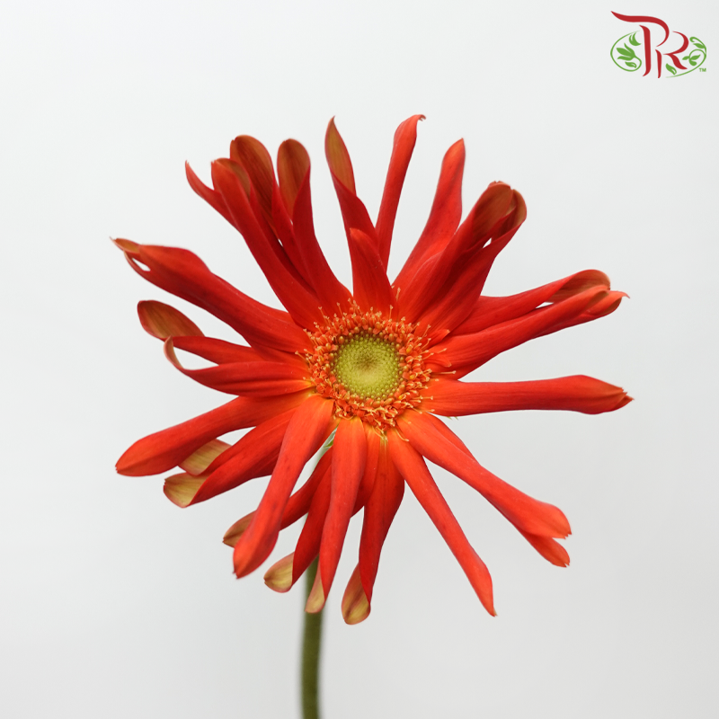 Gerbera Gemini / Pasta - Orange Red (9-10 stems)-Orange-China-prflorist.com.my