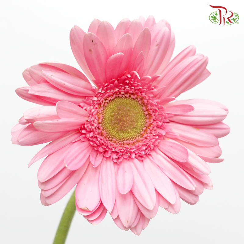 Gerbera Gemini / Pasta - Pink (9-10 Stems)-Pink-China-prflorist.com.my