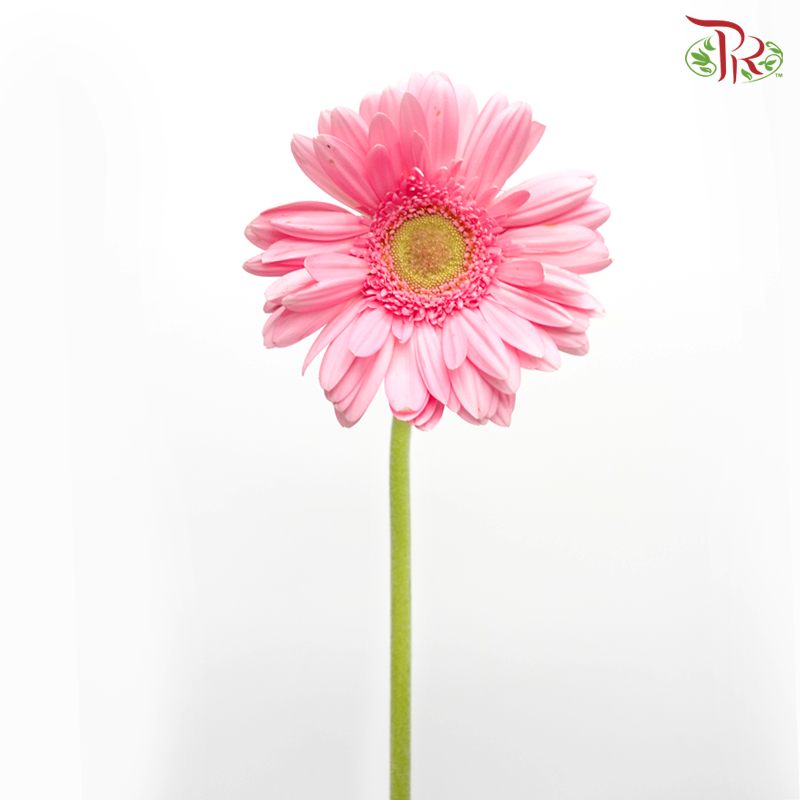 Gerbera Gemini / Pasta - Pink (9-10 Stems)-Pink-China-prflorist.com.my