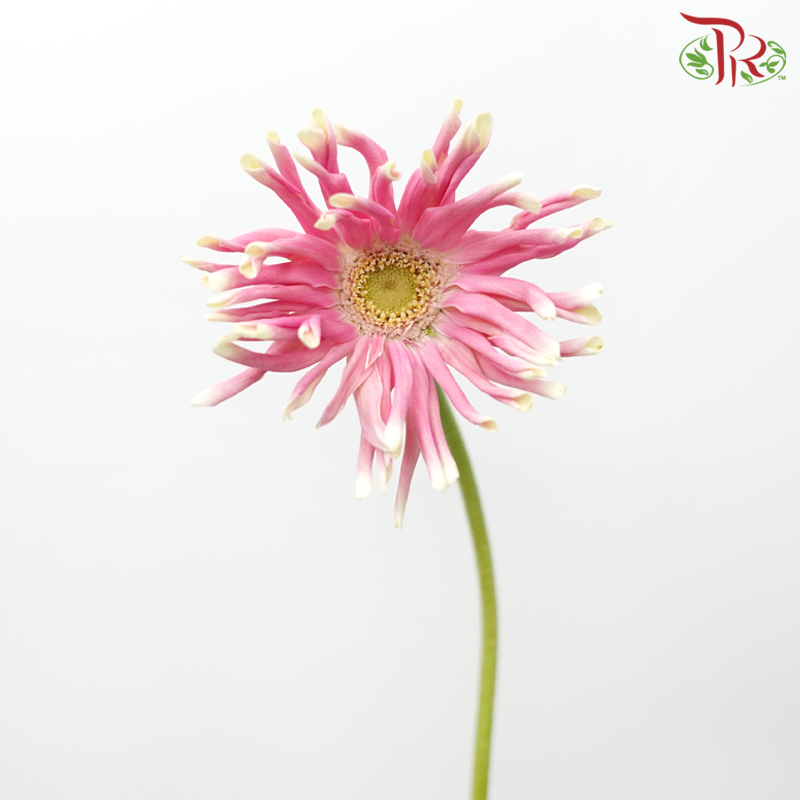 Gerbera Gemini / Pasta - Pink (9-10 stems)-Pink-China-prflorist.com.my