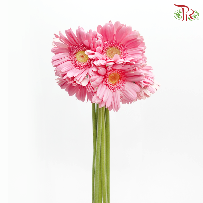 Gerbera Gemini / Pasta - Pink (9-10 Stems)-Pink-China-prflorist.com.my