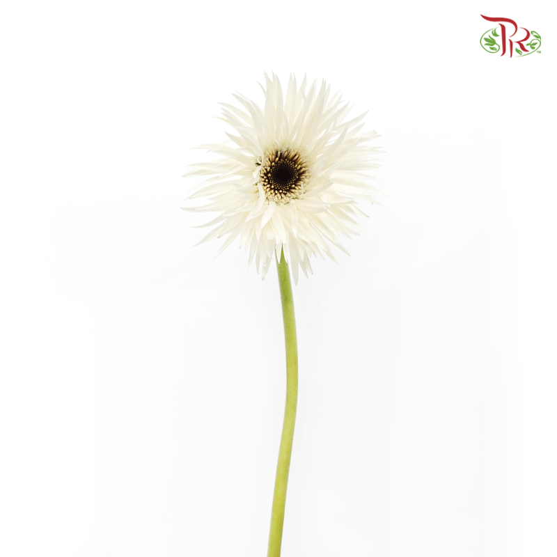 Gerbera Gemini / Pasta - White (9-10 Stems)-White-China-prflorist.com.my