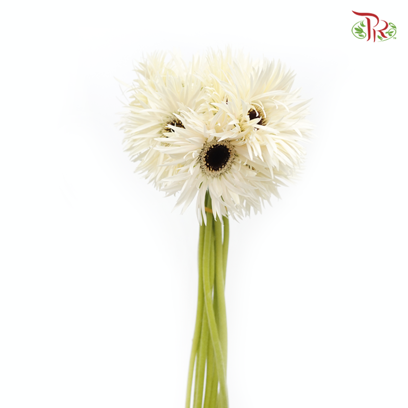 Gerbera Gemini / Pasta - White (9-10 Stems)-White-China-prflorist.com.my