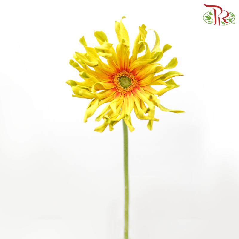 Gerbera Gemini / Pasta - Yellow (9-10 stems)-China-prflorist.com.my
