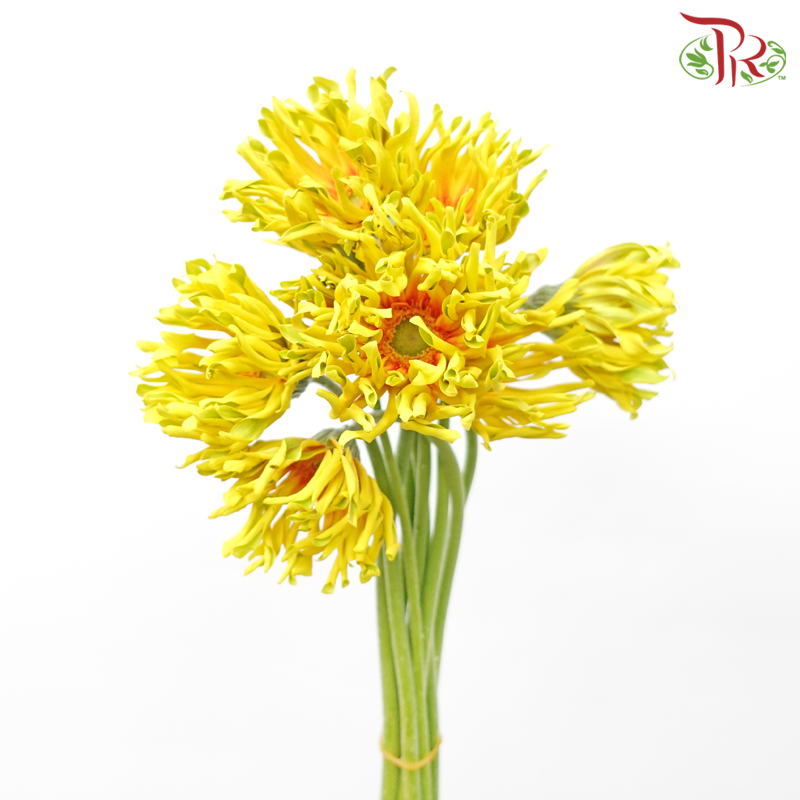 Gerbera Gemini / Pasta - Yellow (9-10 stems)-China-prflorist.com.my