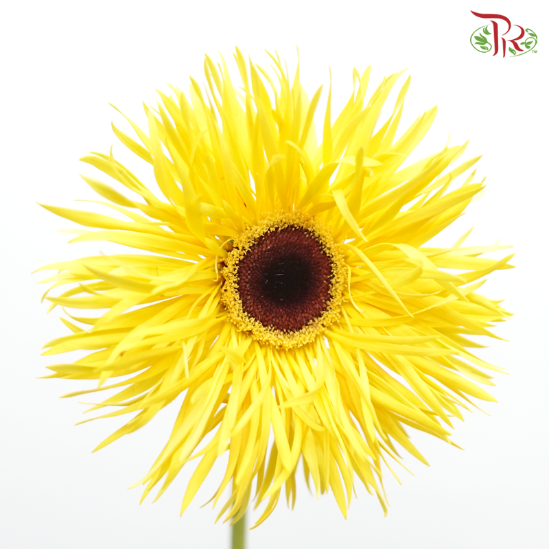 Gerbera Gemini / Pasta - Yellow (9-10 Stems)-Yellow-China-prflorist.com.my