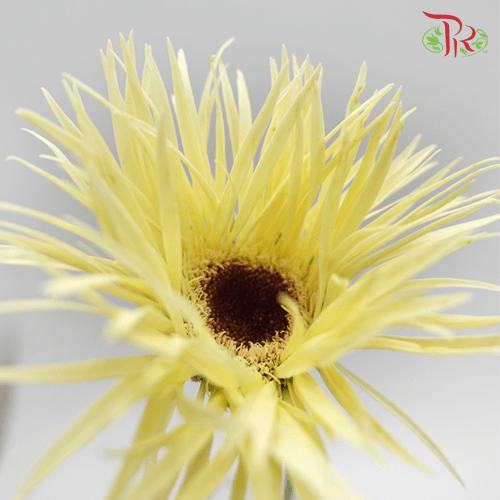 Gerbera Gemini / Pasta - Yellow (9-10 Stems)-Yellow-China-prflorist.com.my