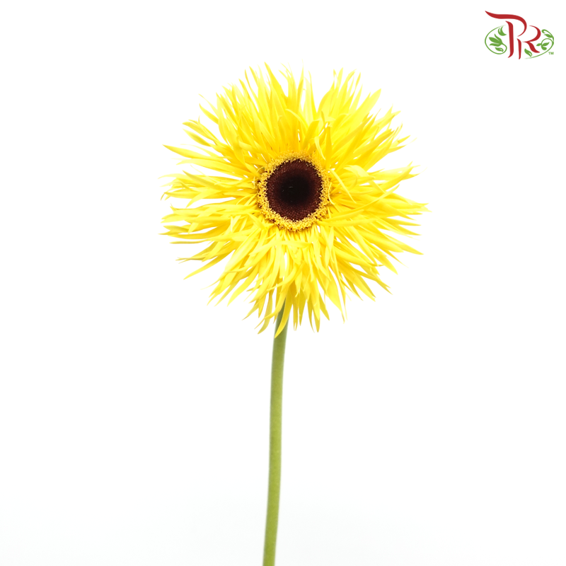 Gerbera Gemini / Pasta - Yellow (9-10 Stems)-Yellow-China-prflorist.com.my