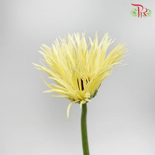 Gerbera Gemini / Pasta - Yellow (9-10 Stems)-Yellow-China-prflorist.com.my