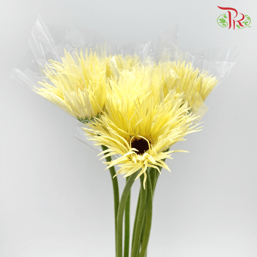 Gerbera Gemini / Pasta - Yellow (9-10 Stems)-Yellow-China-prflorist.com.my