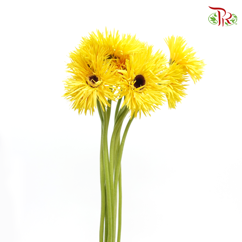 Gerbera Gemini / Pasta - Yellow (9-10 Stems)-Yellow-China-prflorist.com.my
