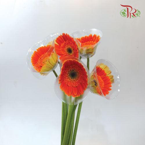 Gerbera- International Orange (9-10 Stems)-Malaysia-prflorist.com.my